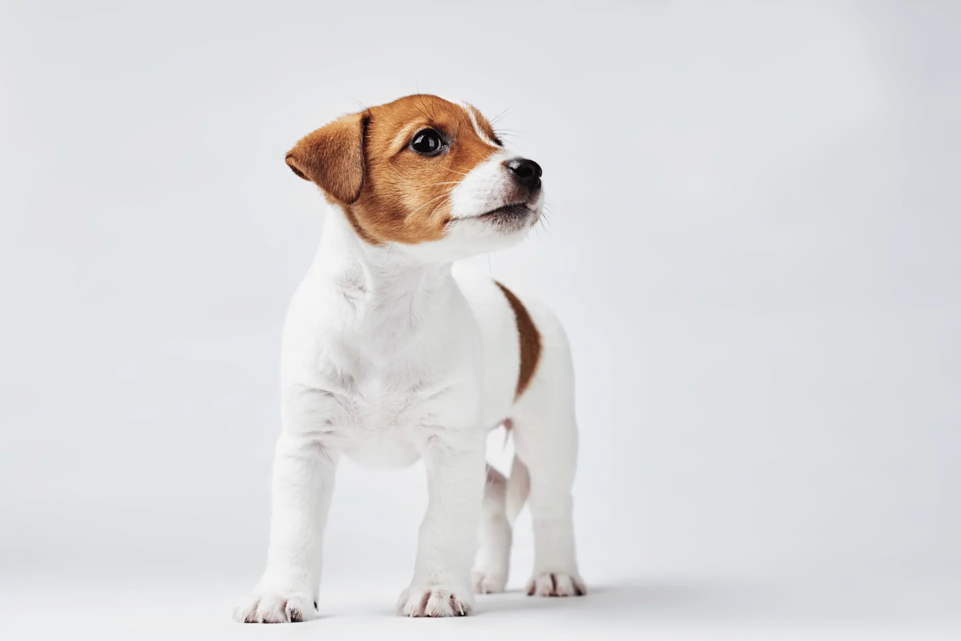 Cachorros Fox Terrier Chileno